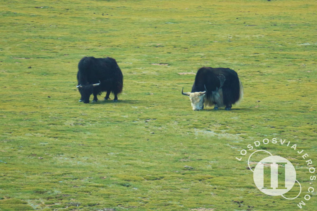 Yaks pastando tranquilamente