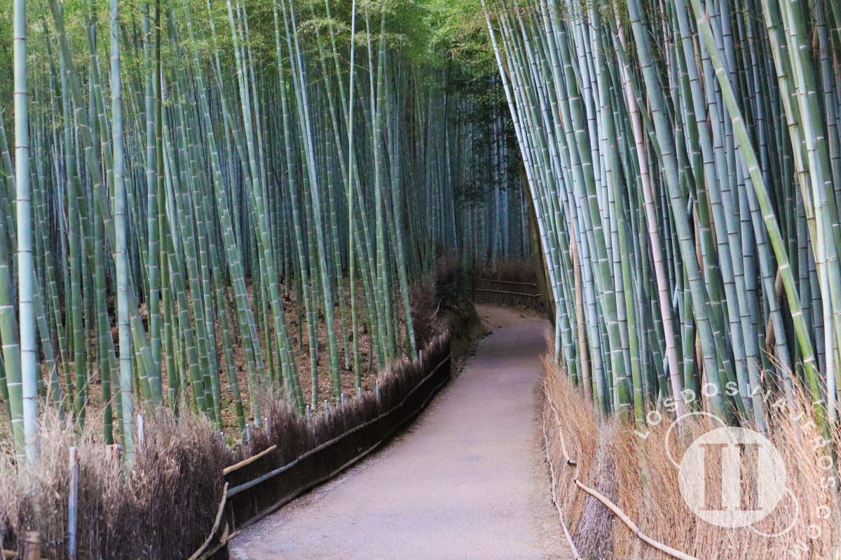 El Bosque de bambú Kameyama