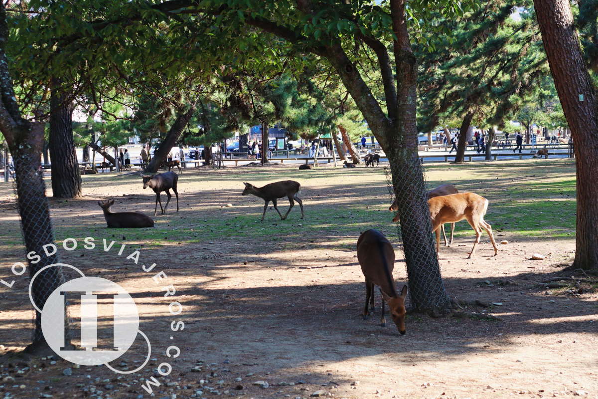 Los ciervos en el Parque Noborioji