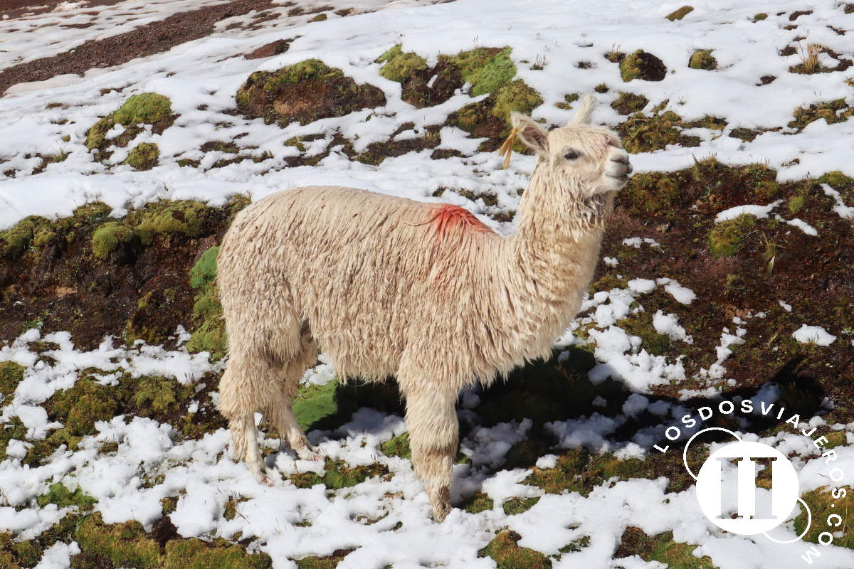 Bonita alpaca en el trekking