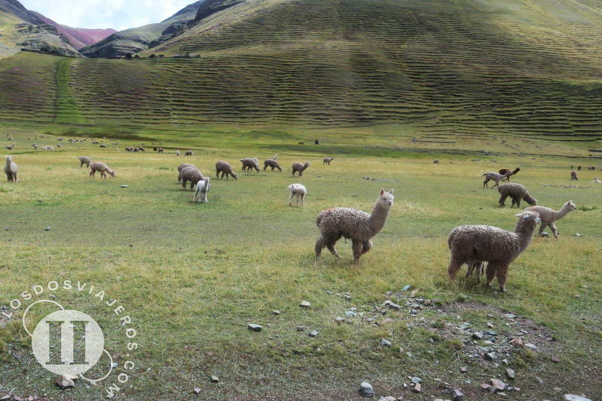 Alpacas en el camino, Montaña de 7 colores