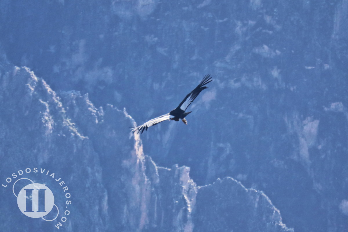 Condor volando en el cañón del colca, Perú