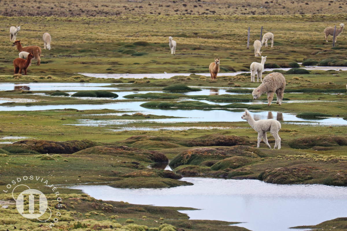 ¿Llama, alpaca o vicuña?