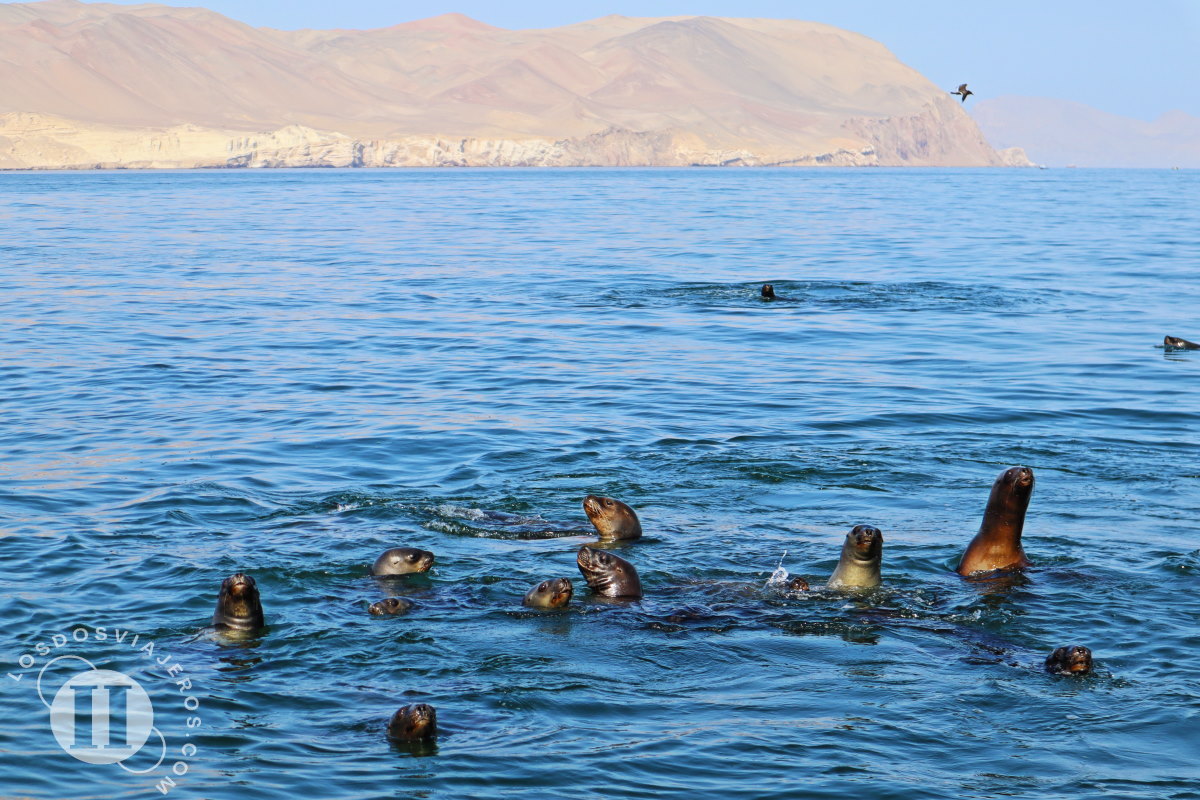Lobos marinos asomando la cabeza