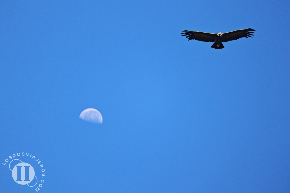 Vuelo del cóndor en Perú